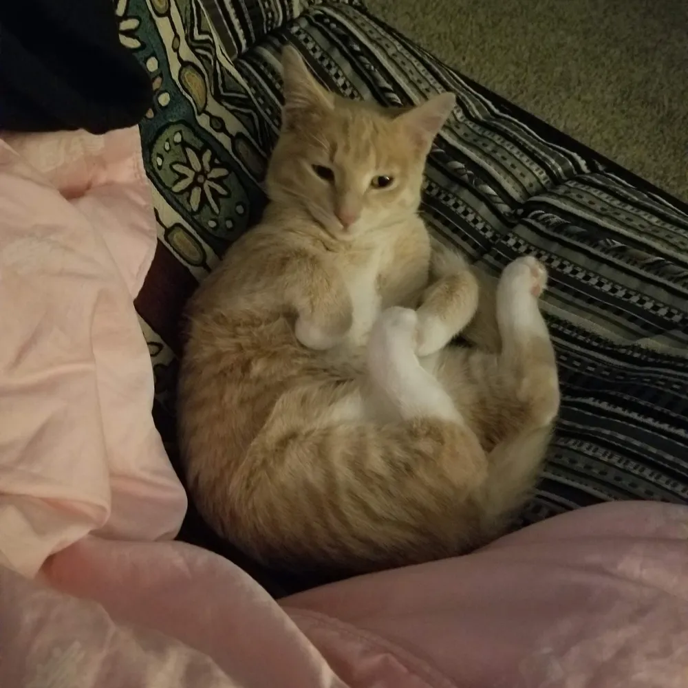 Aug 2020 | Baby Pickles